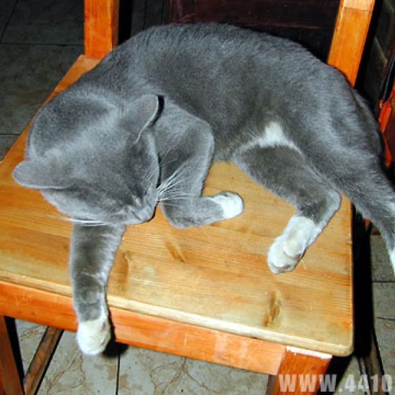 Котяра