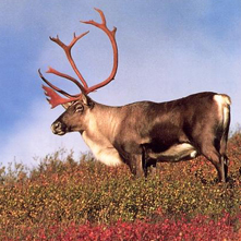 Caribou to Perform in Moscow